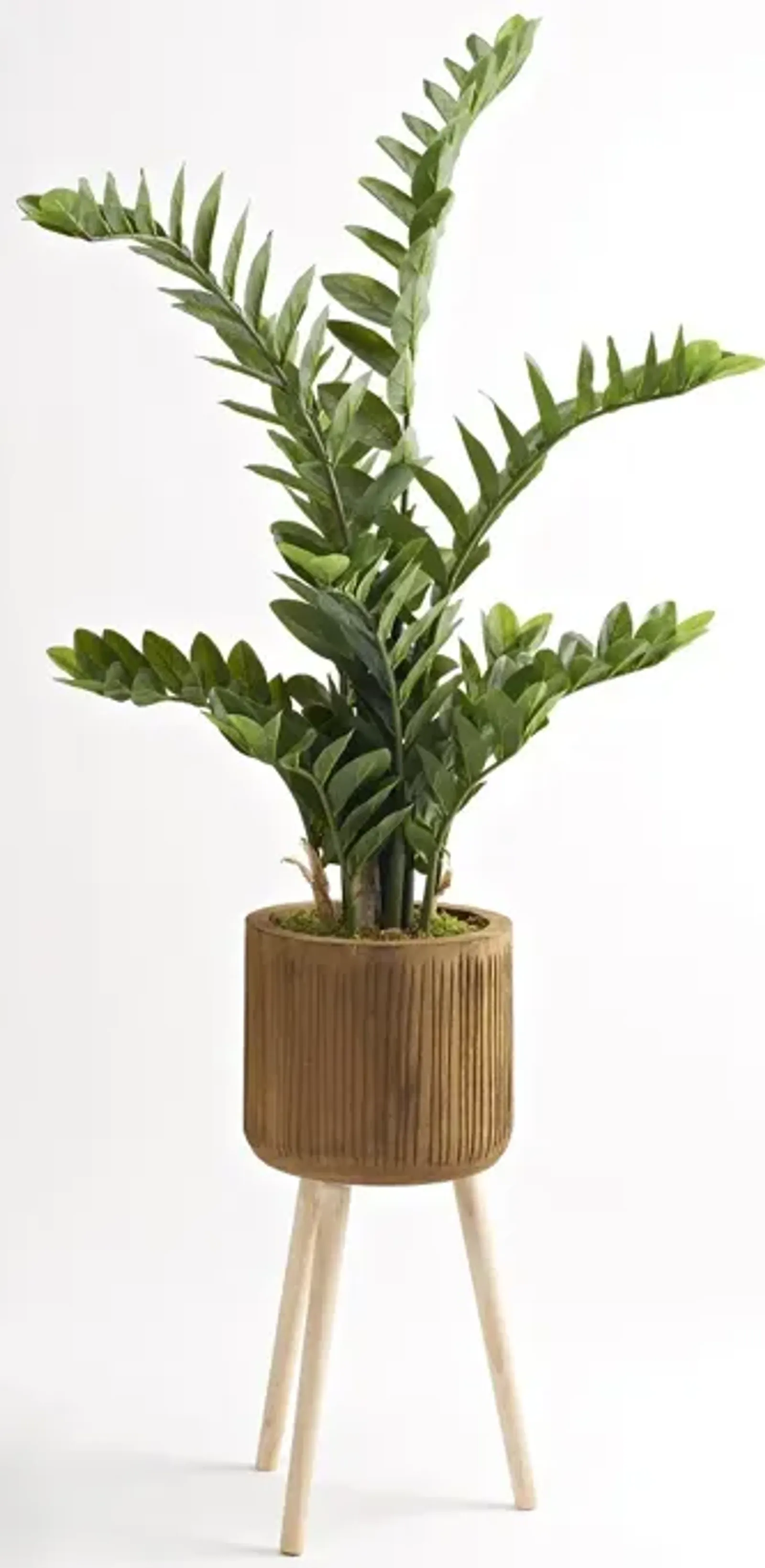 Zamiifolia Plant In Bowl With Legs