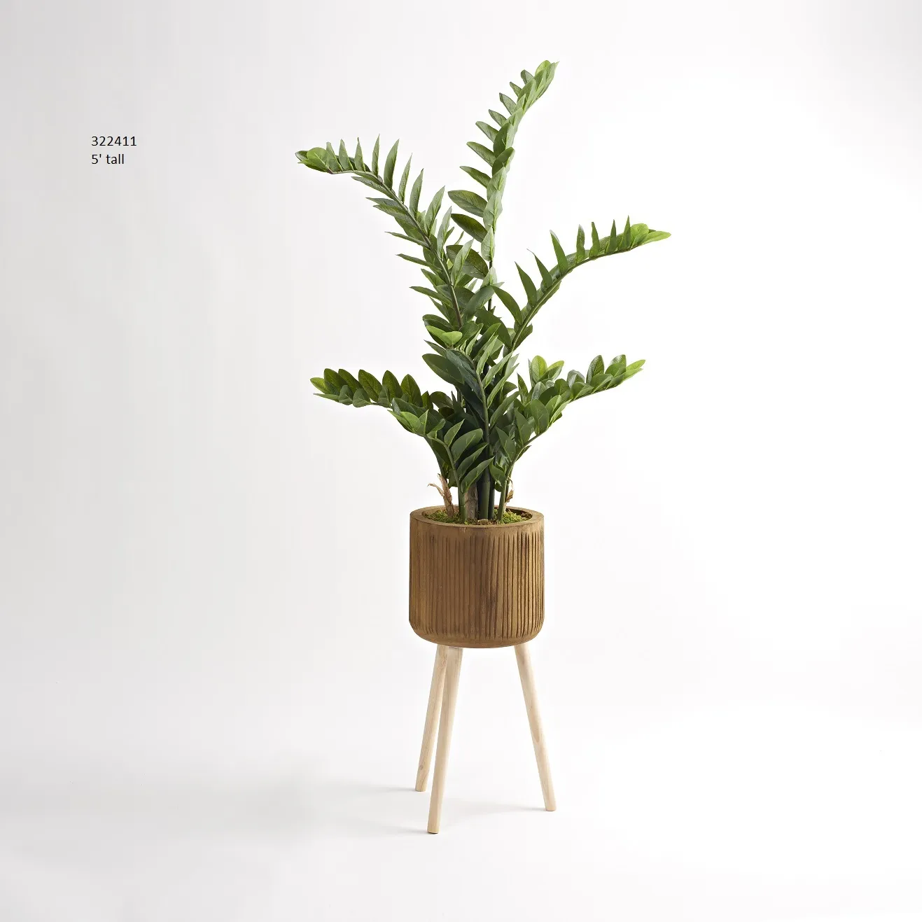 5' Zamiifolia Plant in Wood Bowl with Wood Legs