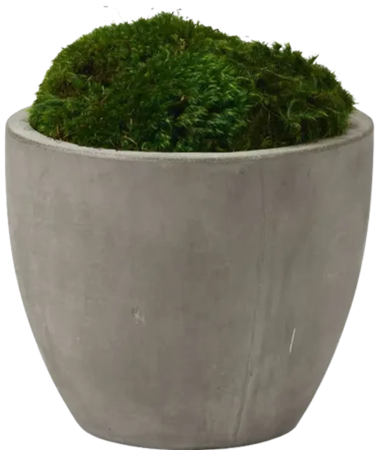 Preserved Mood Moss in Small Cement Planter