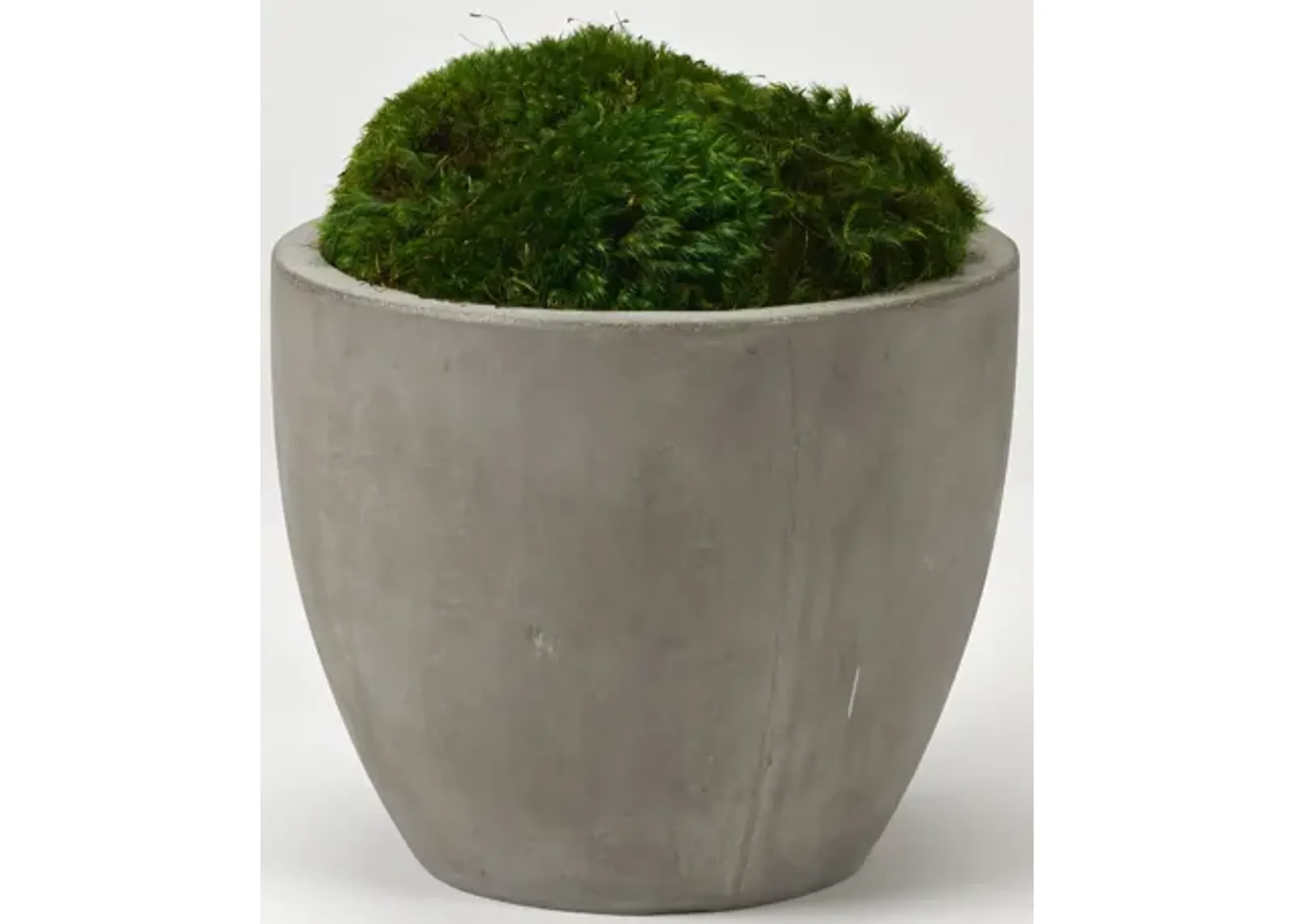 Preserved Mood Moss in Small Cement Planter