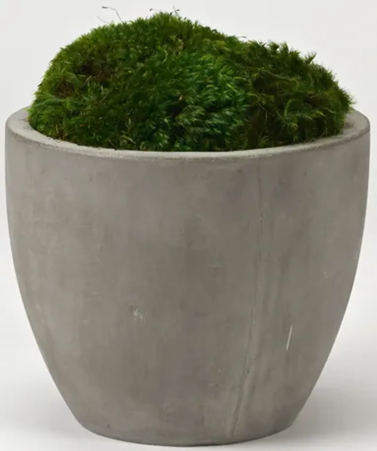 Preserved Mood Moss in Small Cement Planter