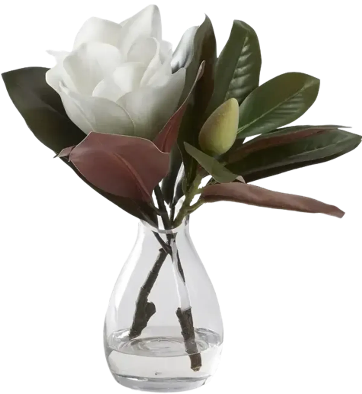 White Magnolia Bloom in Glass Vase