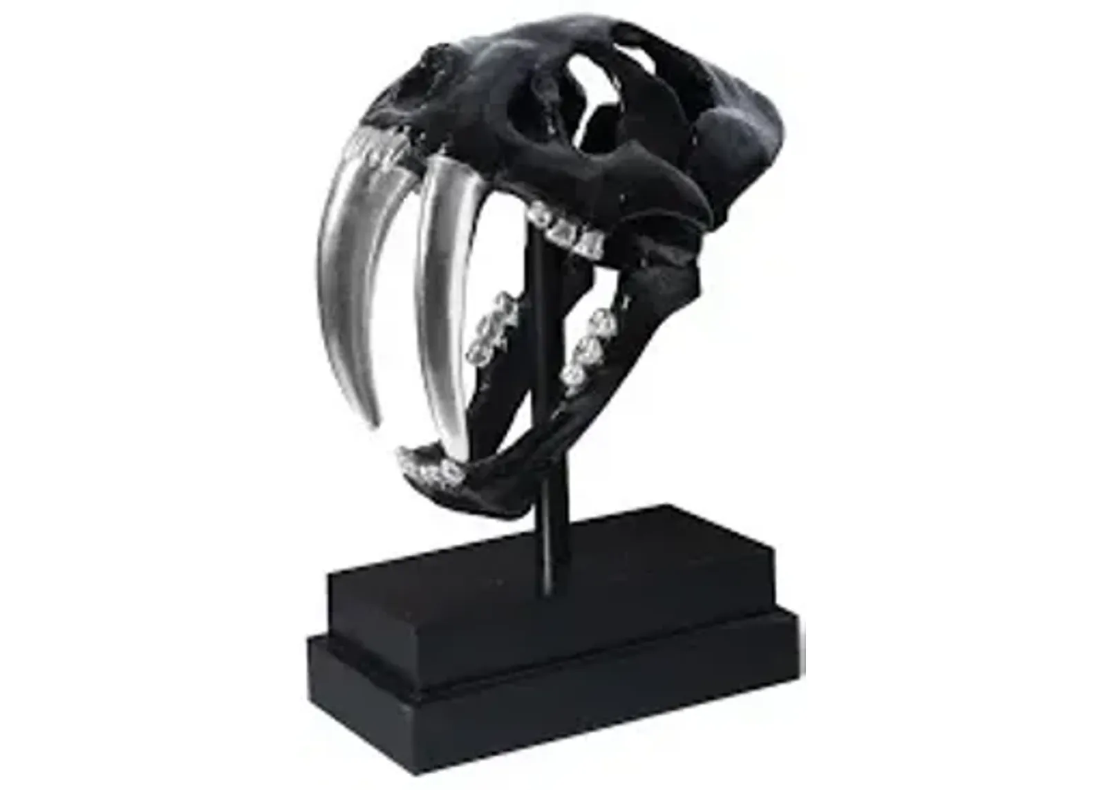 saber tooth tiger skull, black