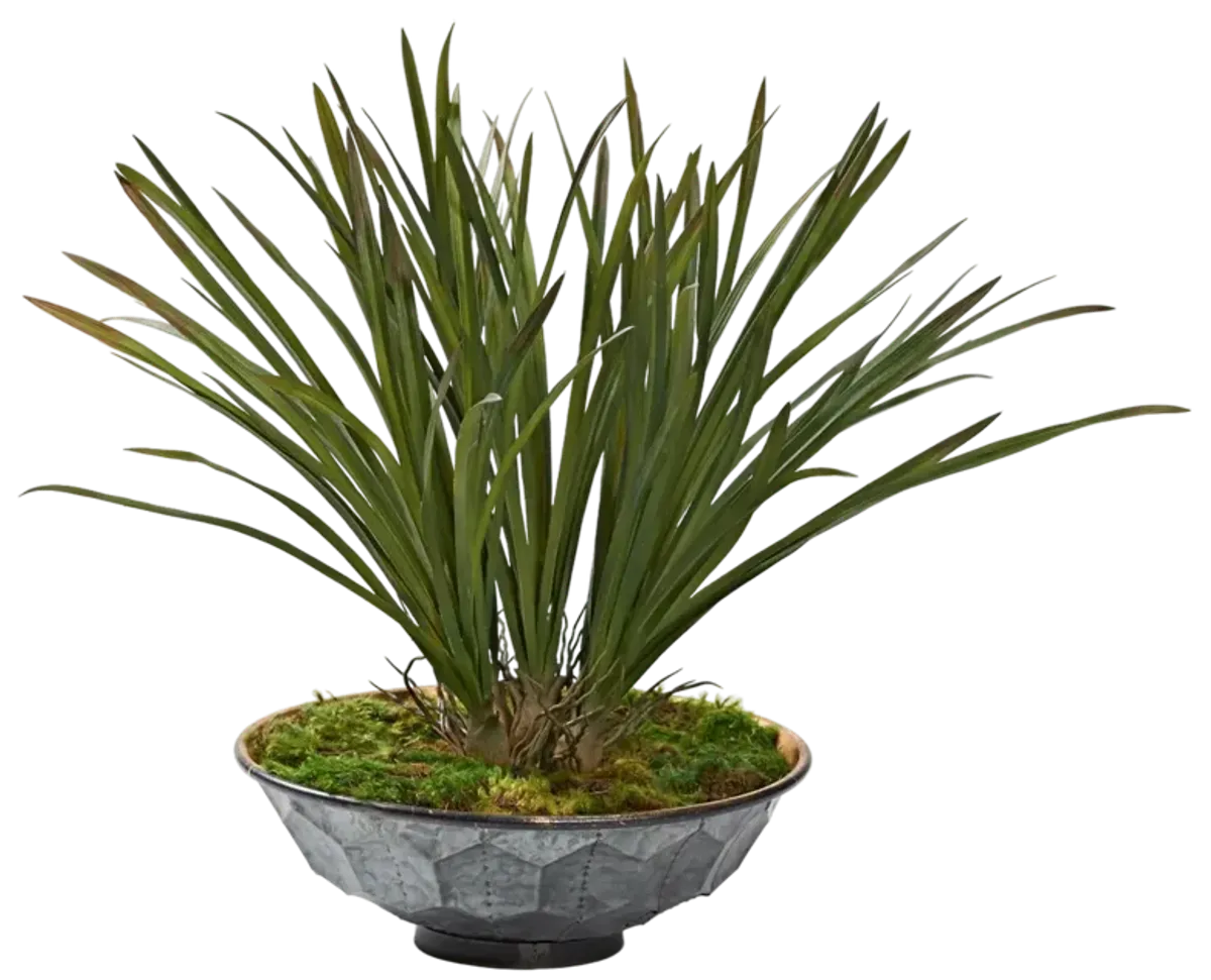 Green Areca Grass in Hexagon Plated Planter