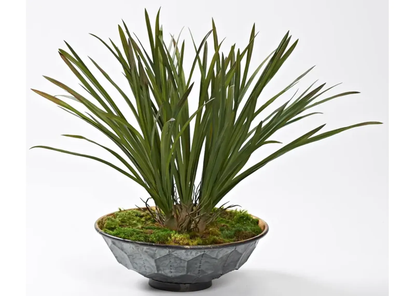 Green Areca Grass in Hexagon Plated Planter