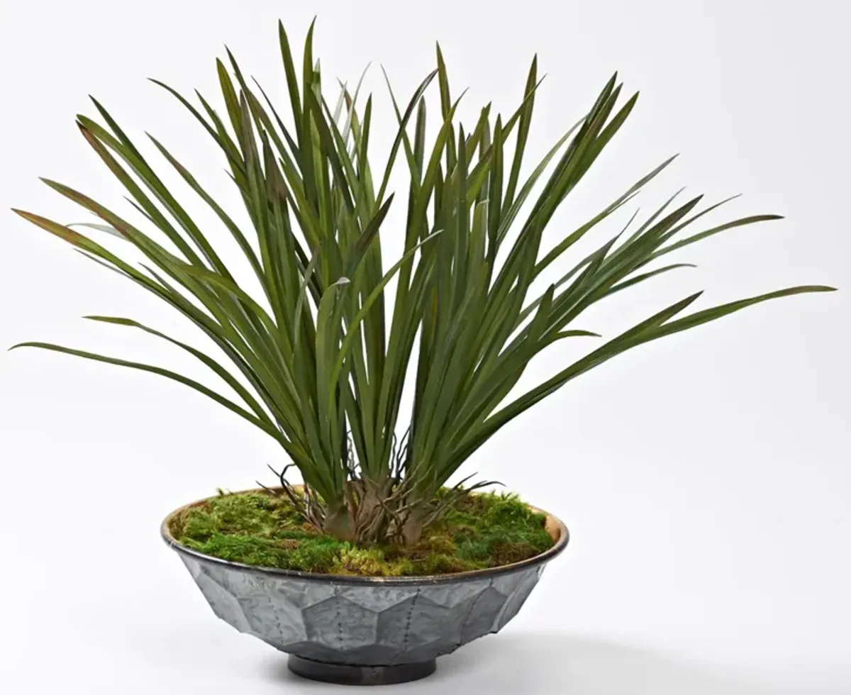 Green Areca Grass in Hexagon Plated Planter