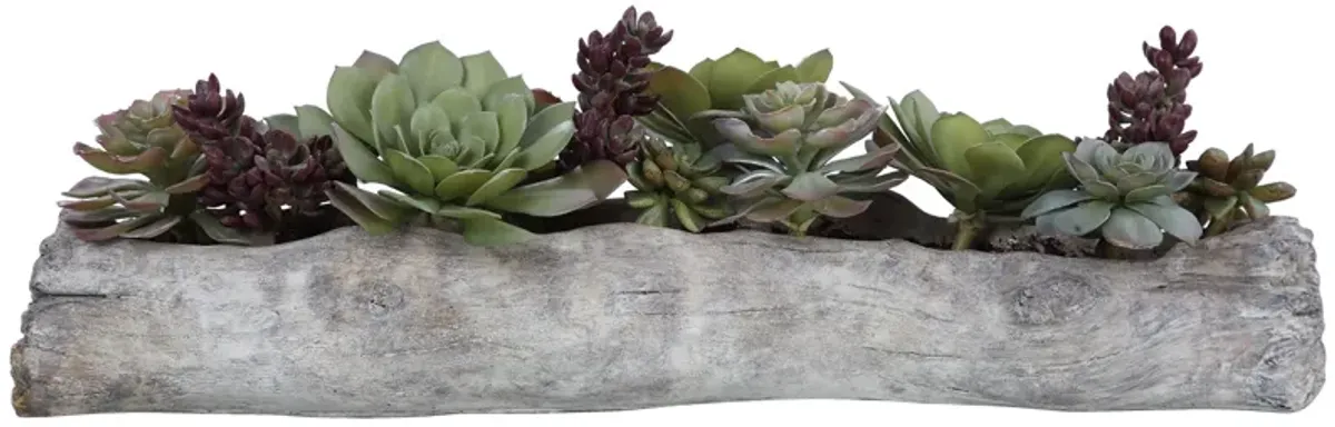 Charita Lush Succulents