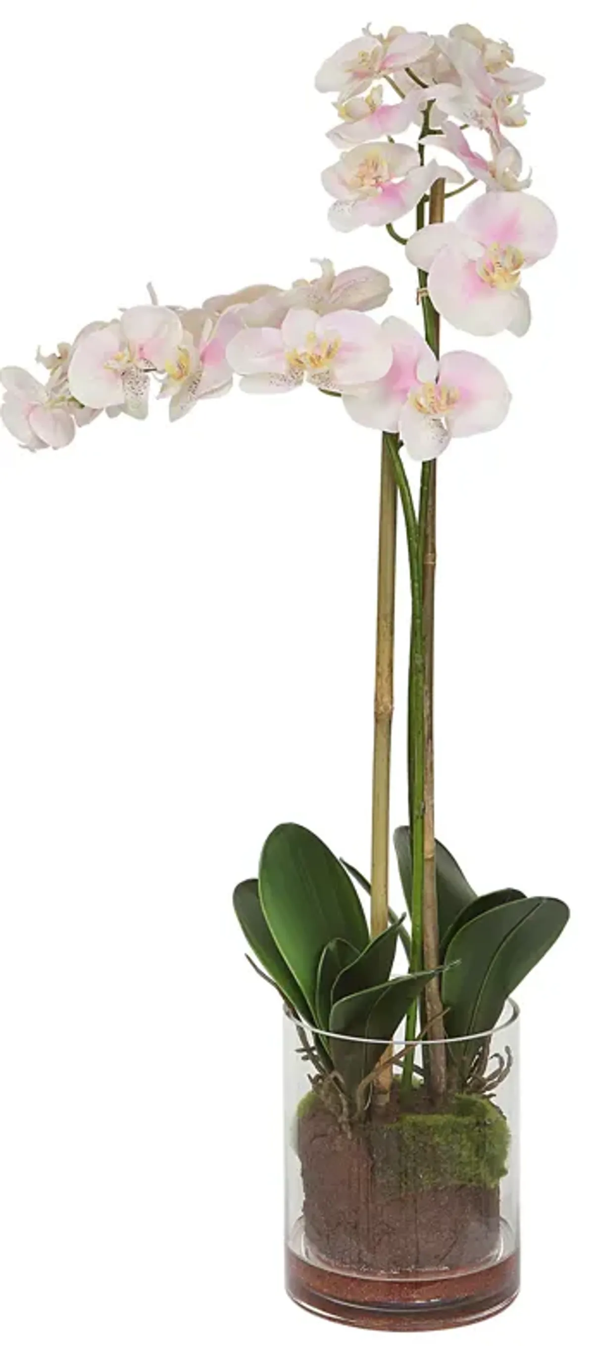 Blush Pink And White Orchid