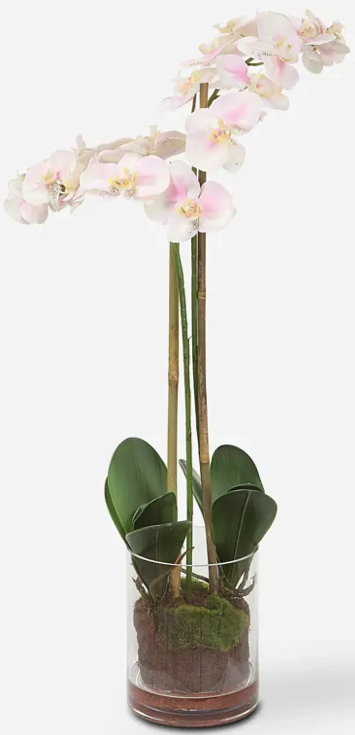 Blush Pink And White Orchid