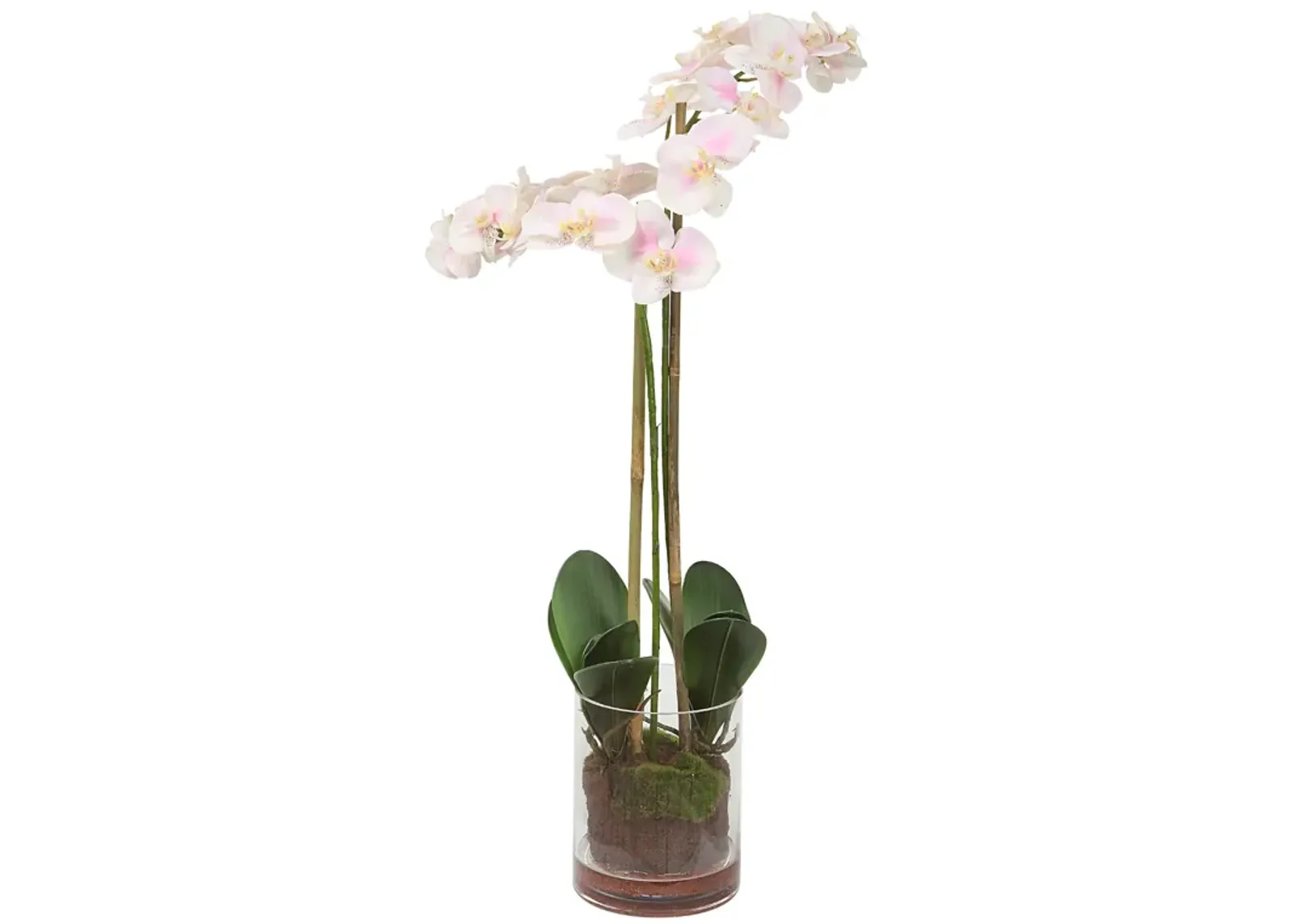 Blush Pink And White Orchid