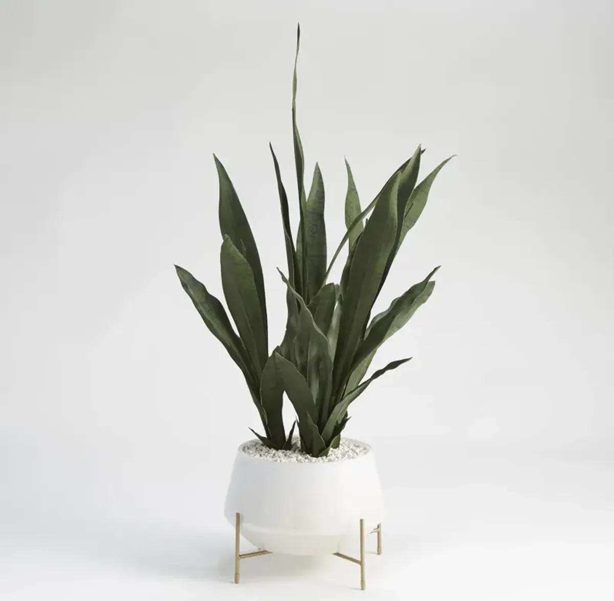 Medium Mother-In-Law'S Tongue in White Glass Bowl with Stand