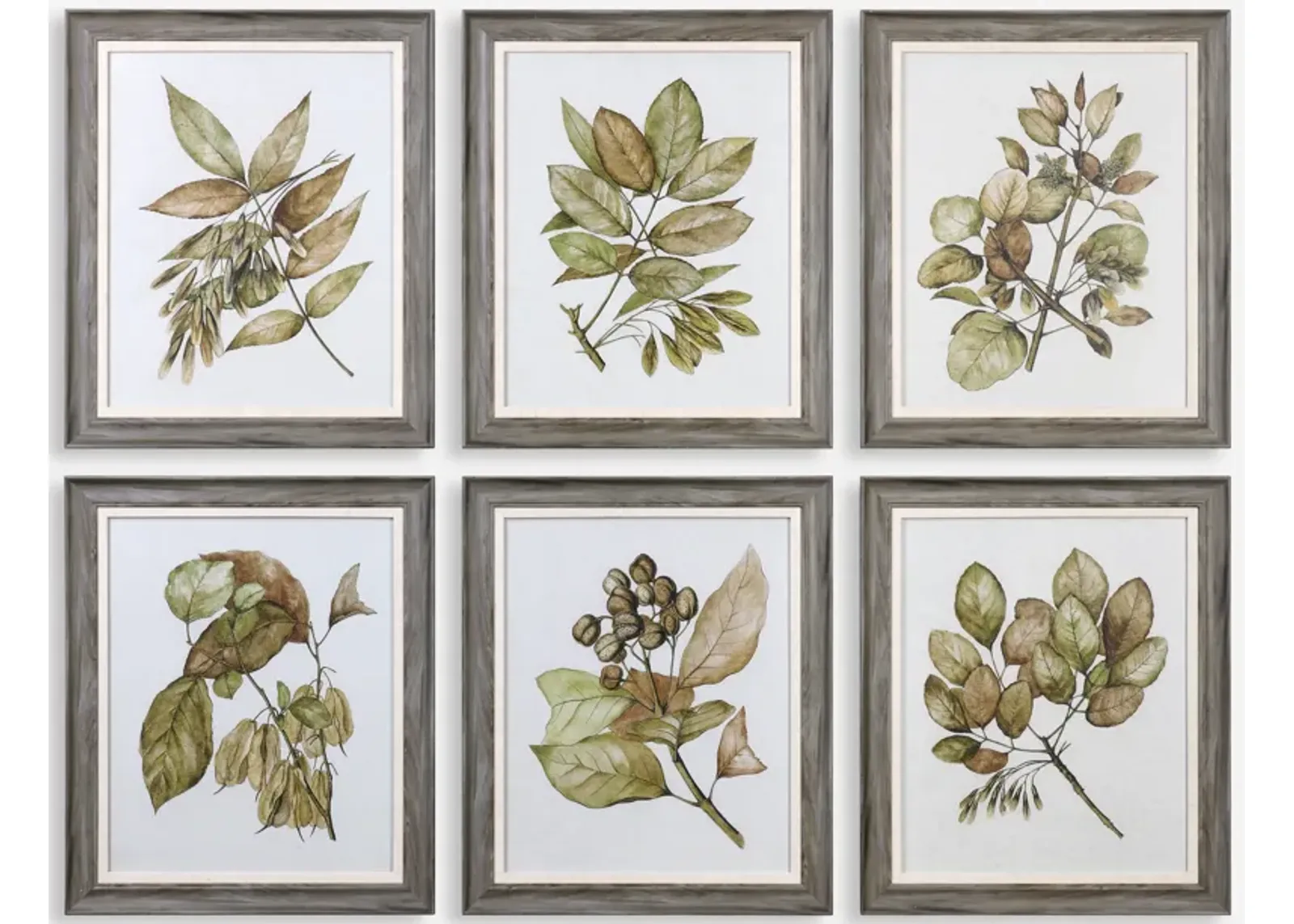 Seedlings Framed Prints S/6