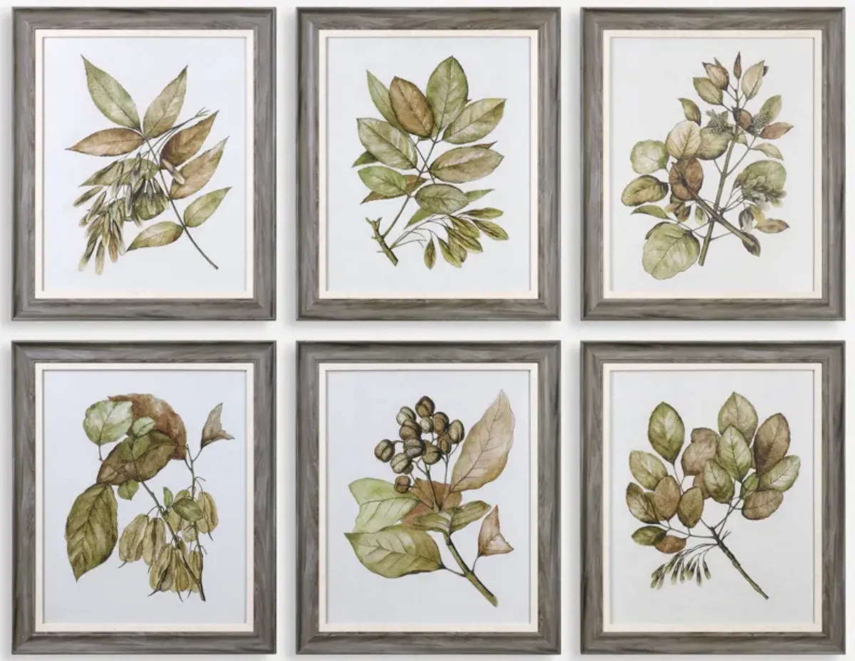 Seedlings Framed Prints S/6