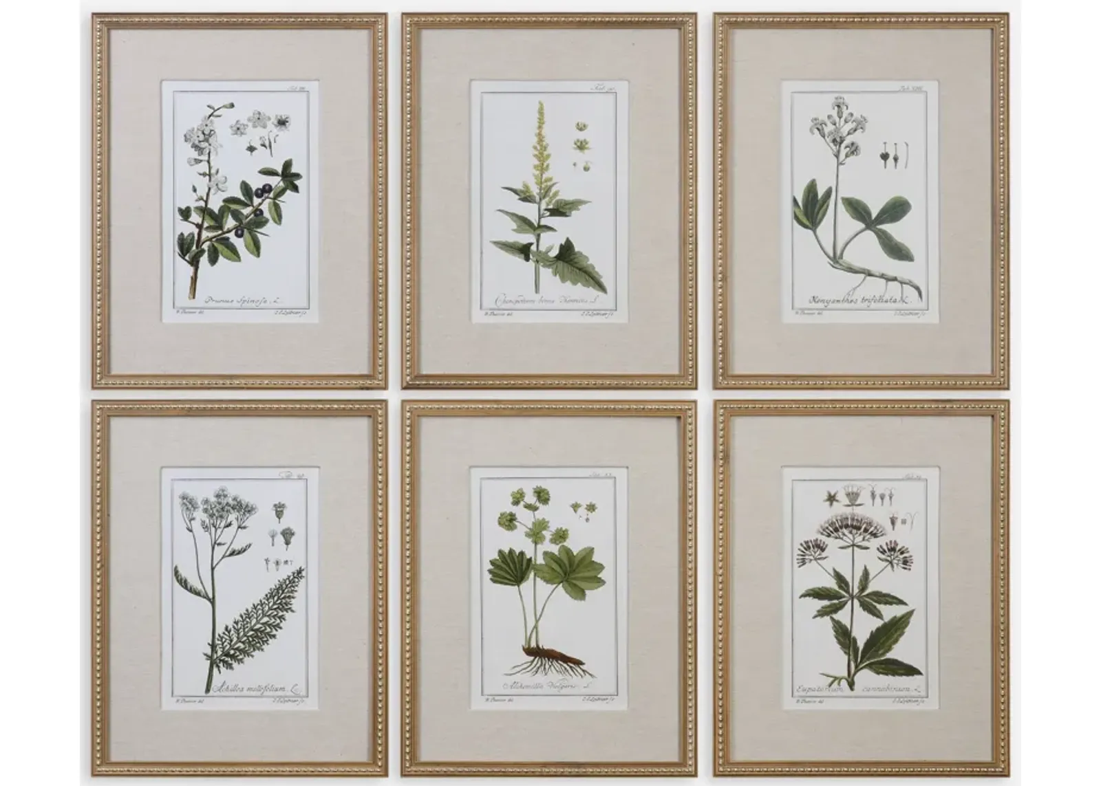 Green Floral Botanical Study Prints S/6