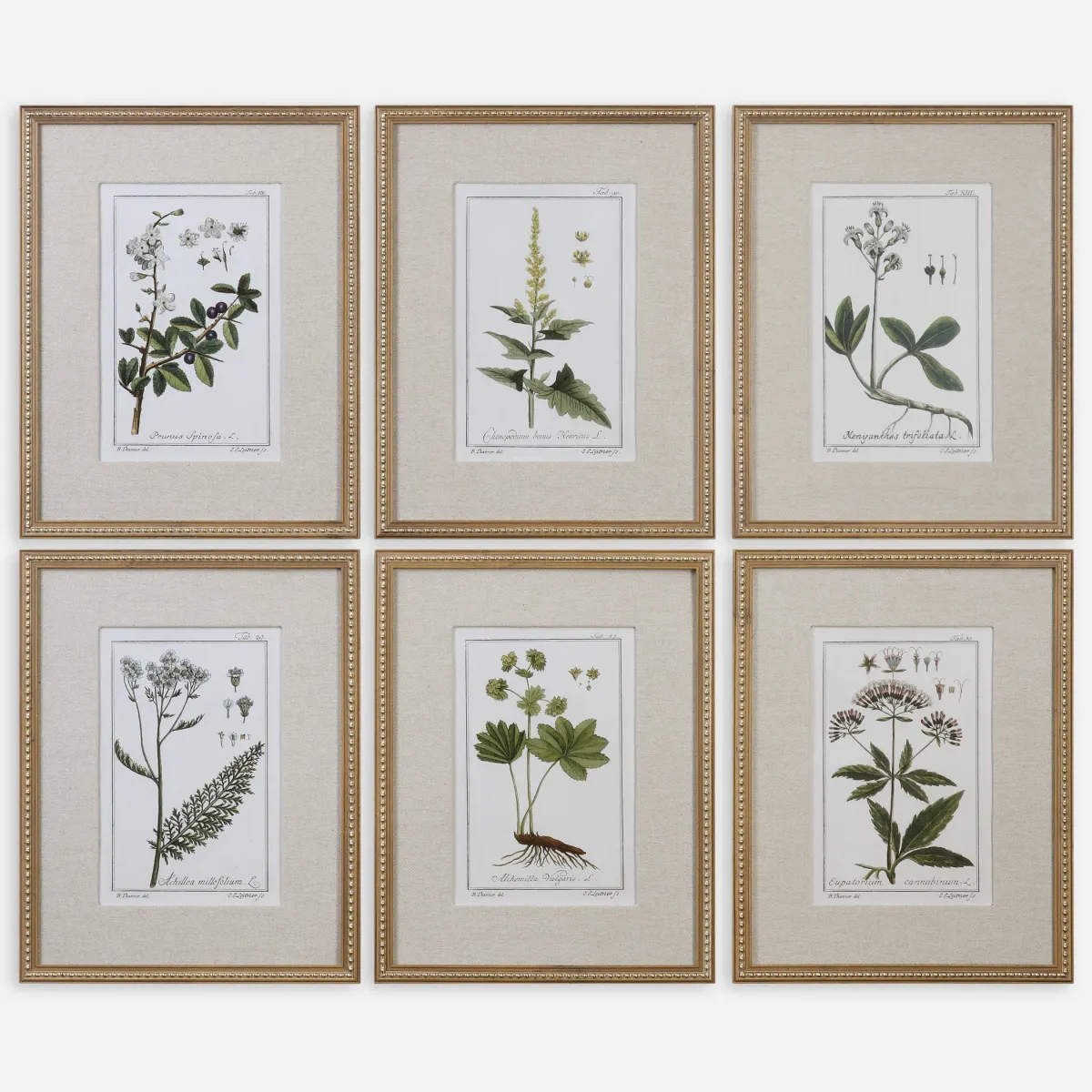 Green Floral Botanical Study Prints S/6