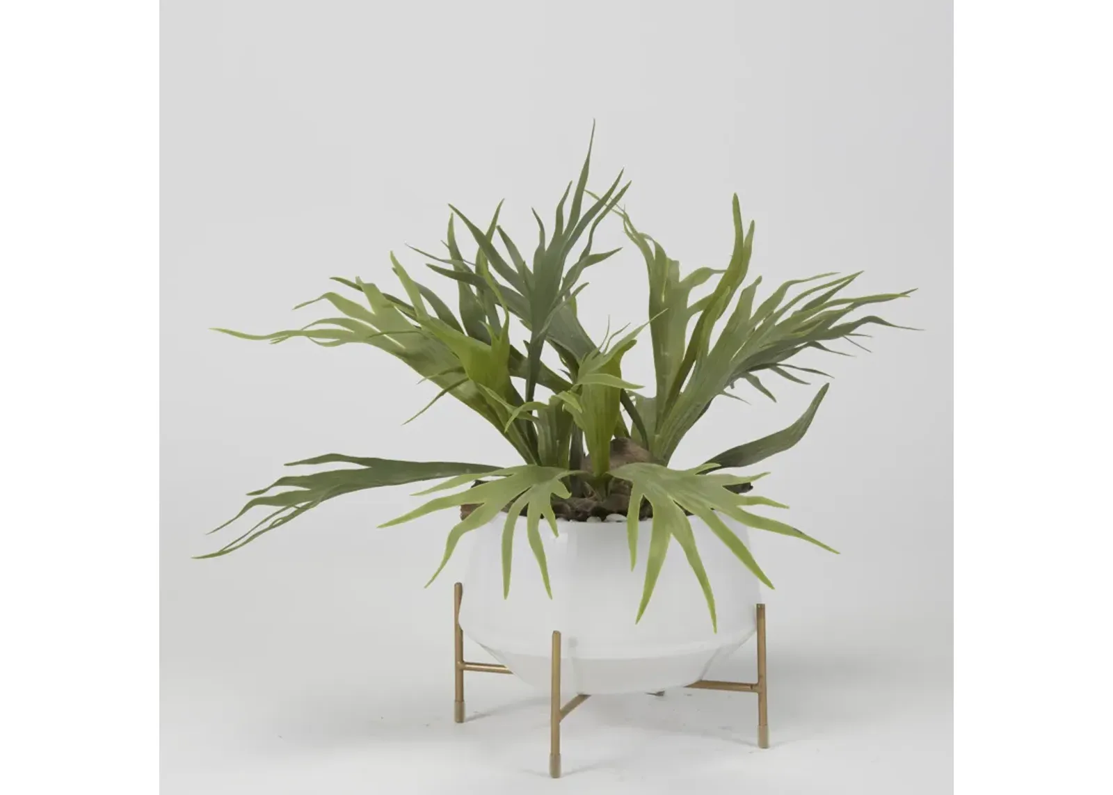 Staghorn Fern in Bowl with Stand