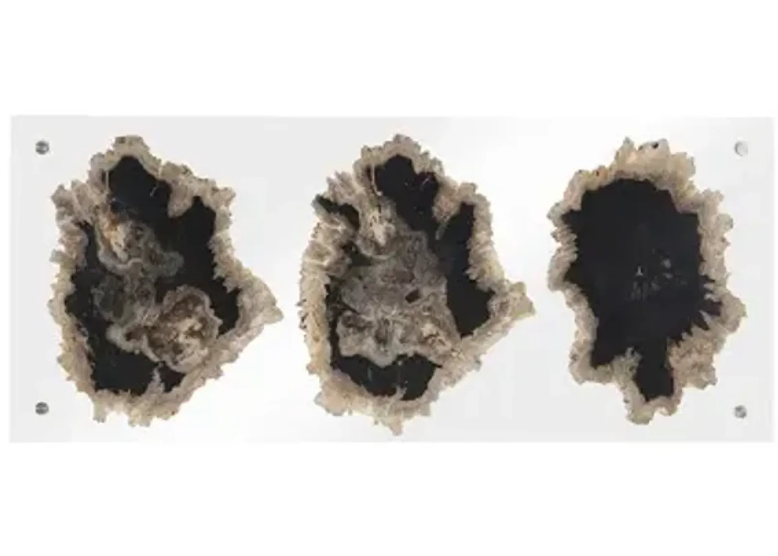 Floating Petrified Triple Slice Wall Art