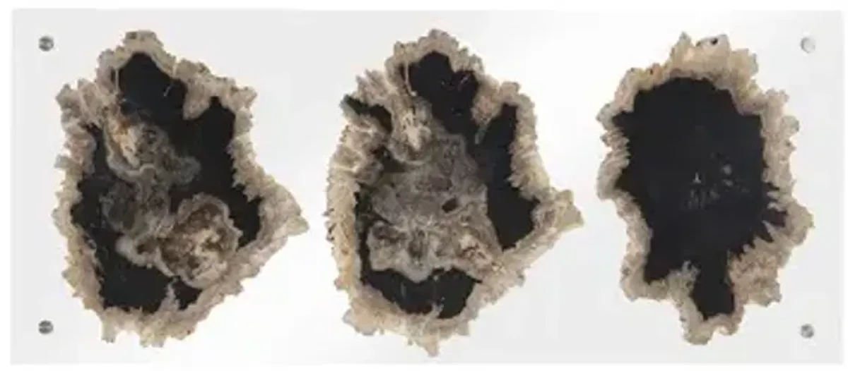 Floating Petrified Triple Slice Wall Art