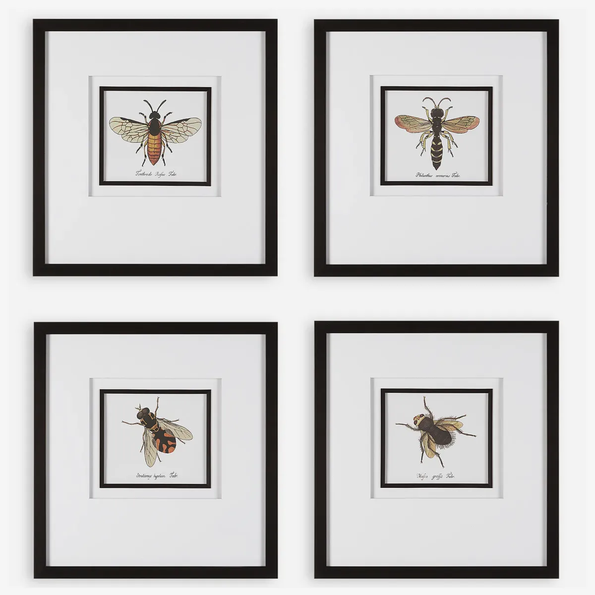 Anthophila Framed Prints, S/4