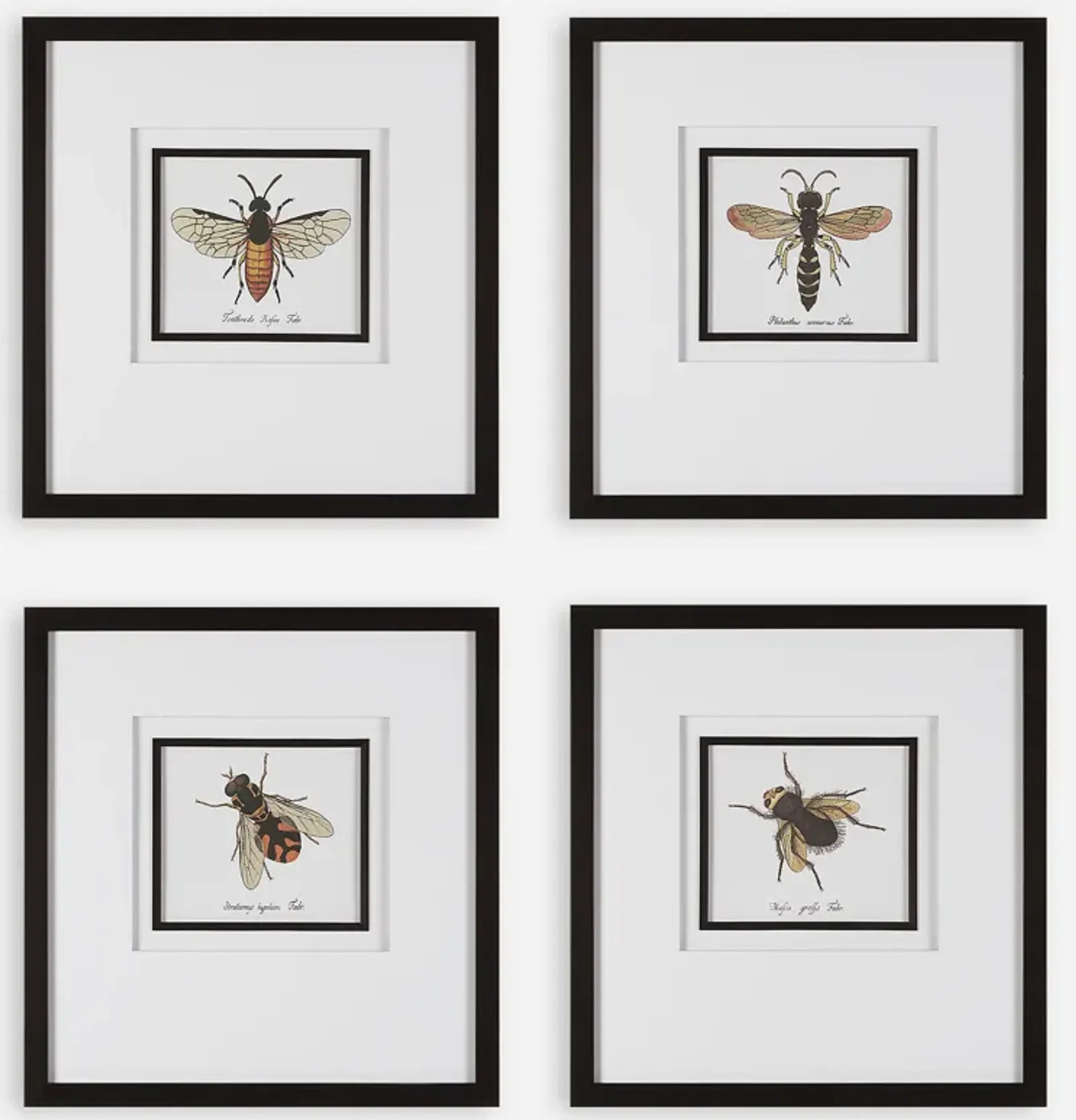 Anthophila Framed Prints, S/4