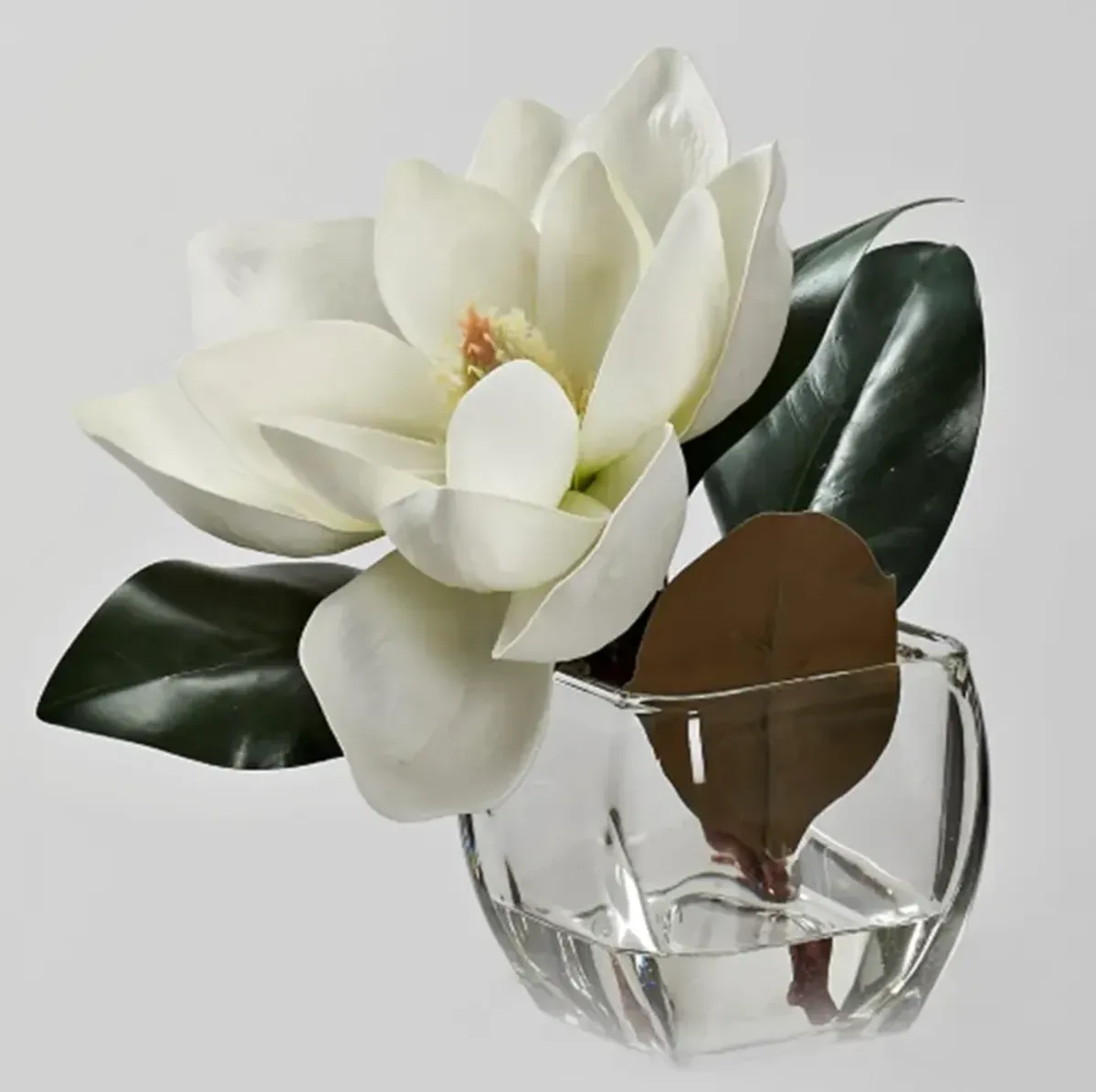 White Eva Magnolia Stem in Square Glass Vase
