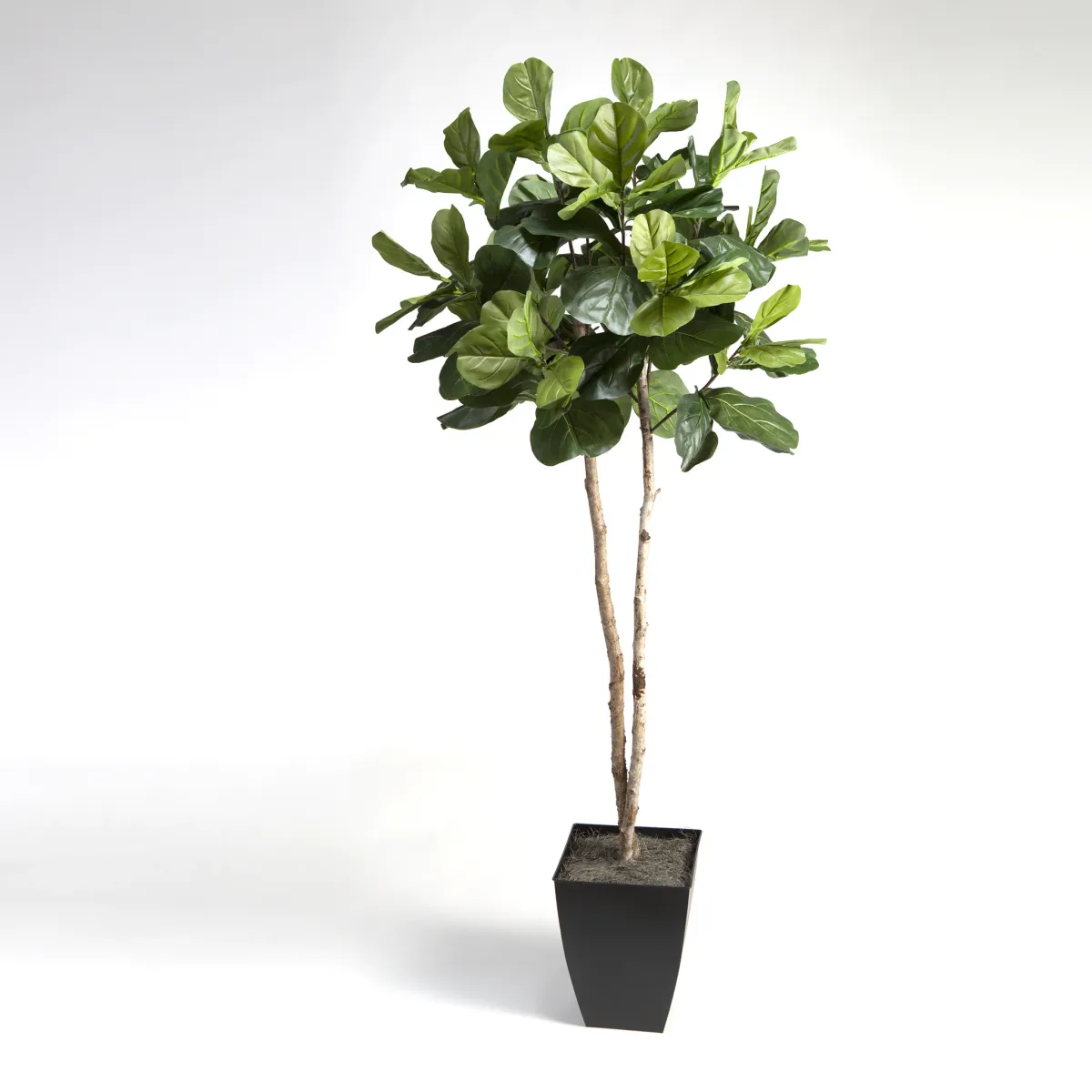 7' Fiddle Leaf Fig Tree in Black Square Metal Planter