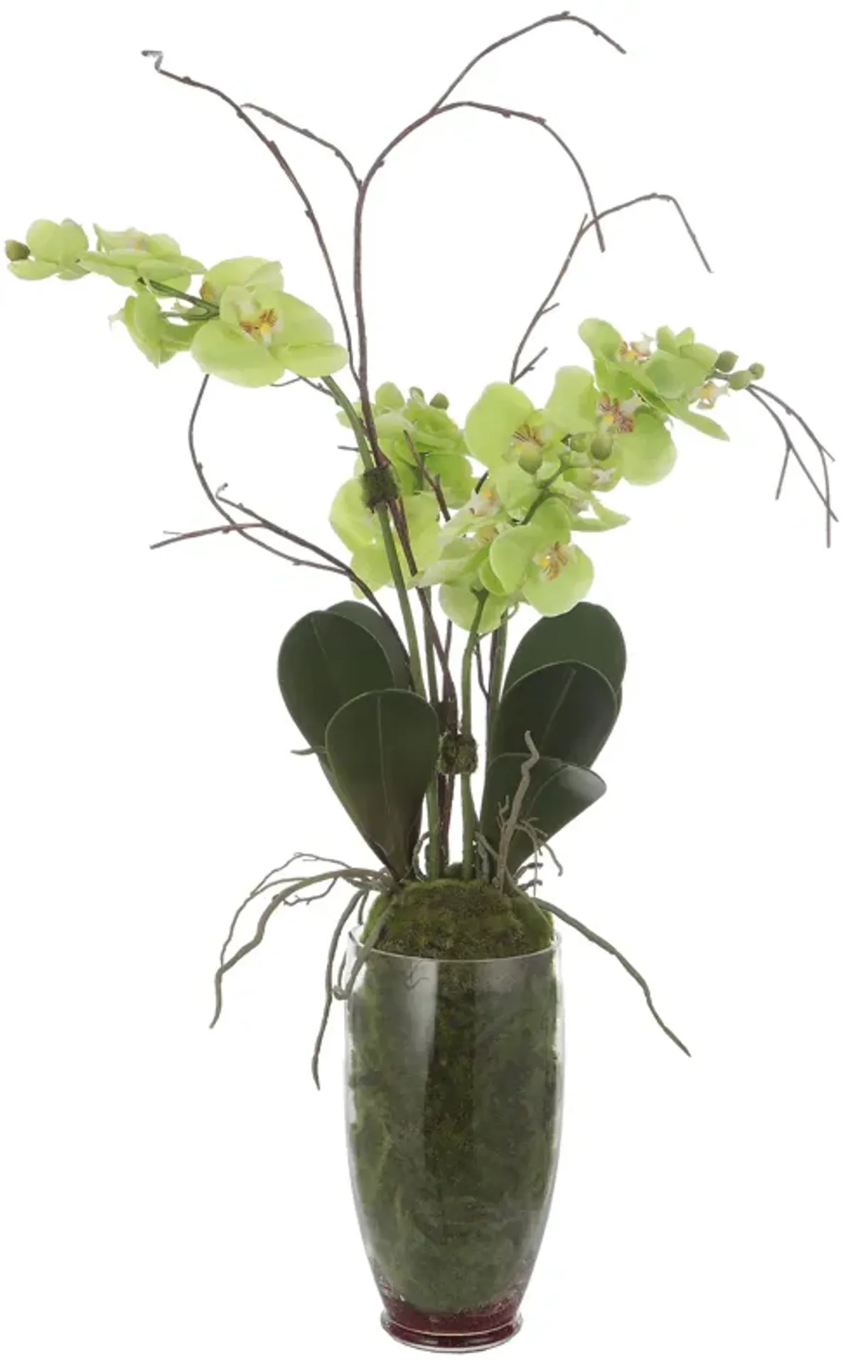 Valdive Orchid
