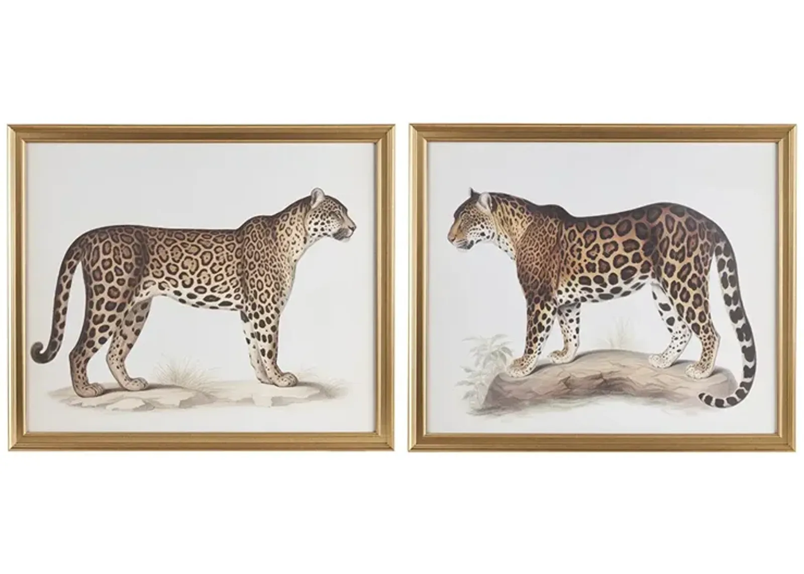 Cheetah Framed Graphic Wall Decor 2 Piece set