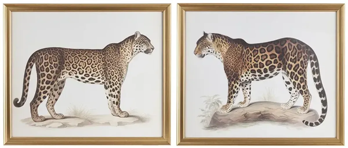 Cheetah Framed Graphic Wall Decor 2 Piece set