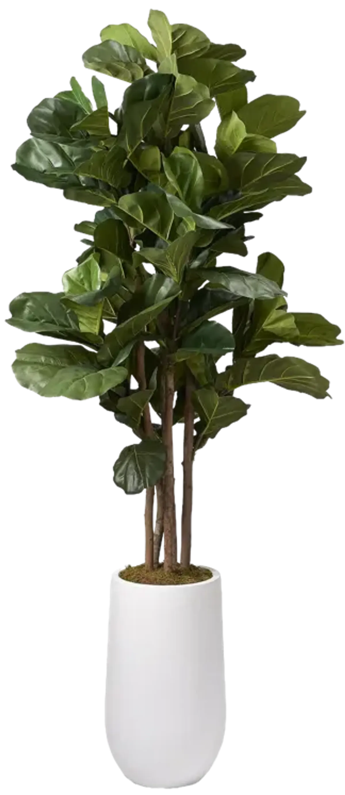 6.5' Brazilian Fiddle Leaf Fig Tree in Tall Round White Planter