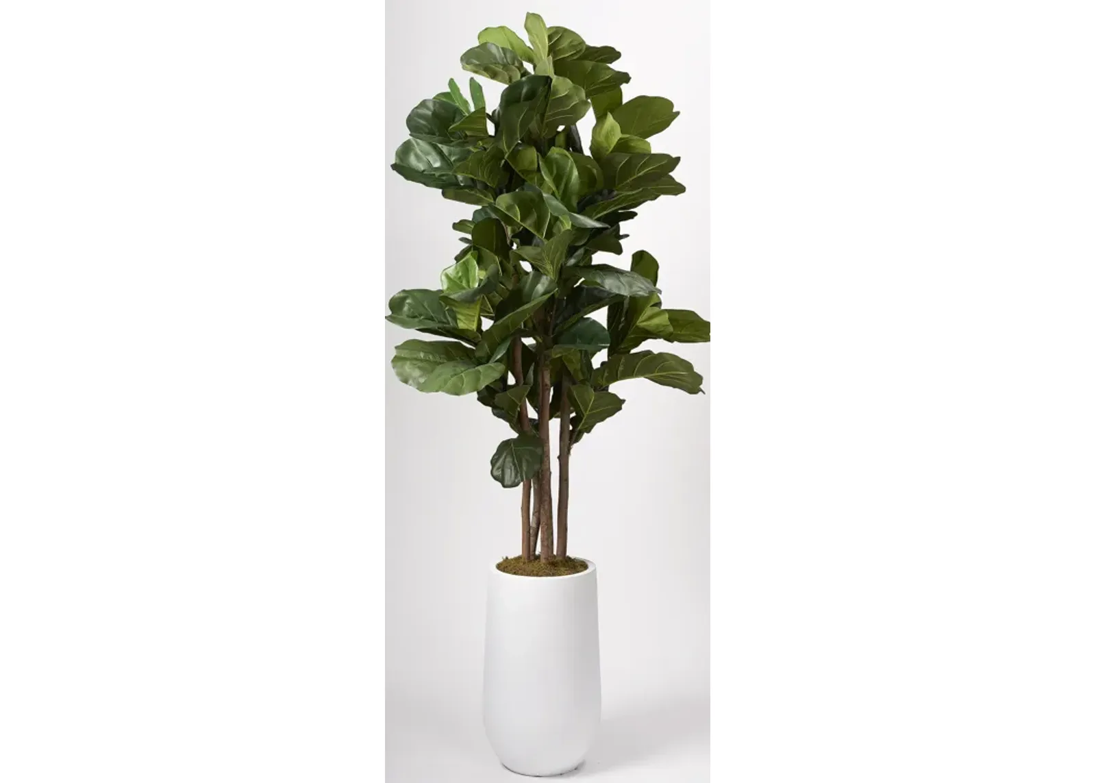 6.5' Brazilian Fiddle Leaf Fig Tree in Tall Round White Planter