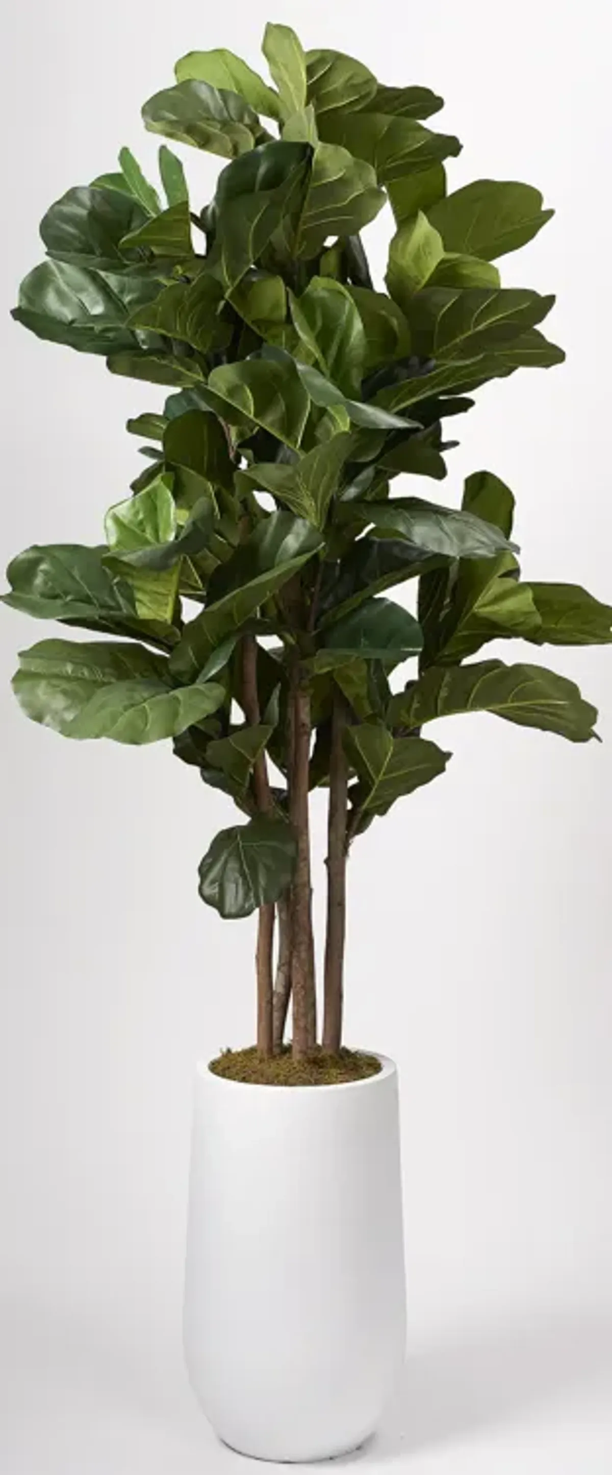 6.5' Brazilian Fiddle Leaf Fig Tree in Tall Round White Planter