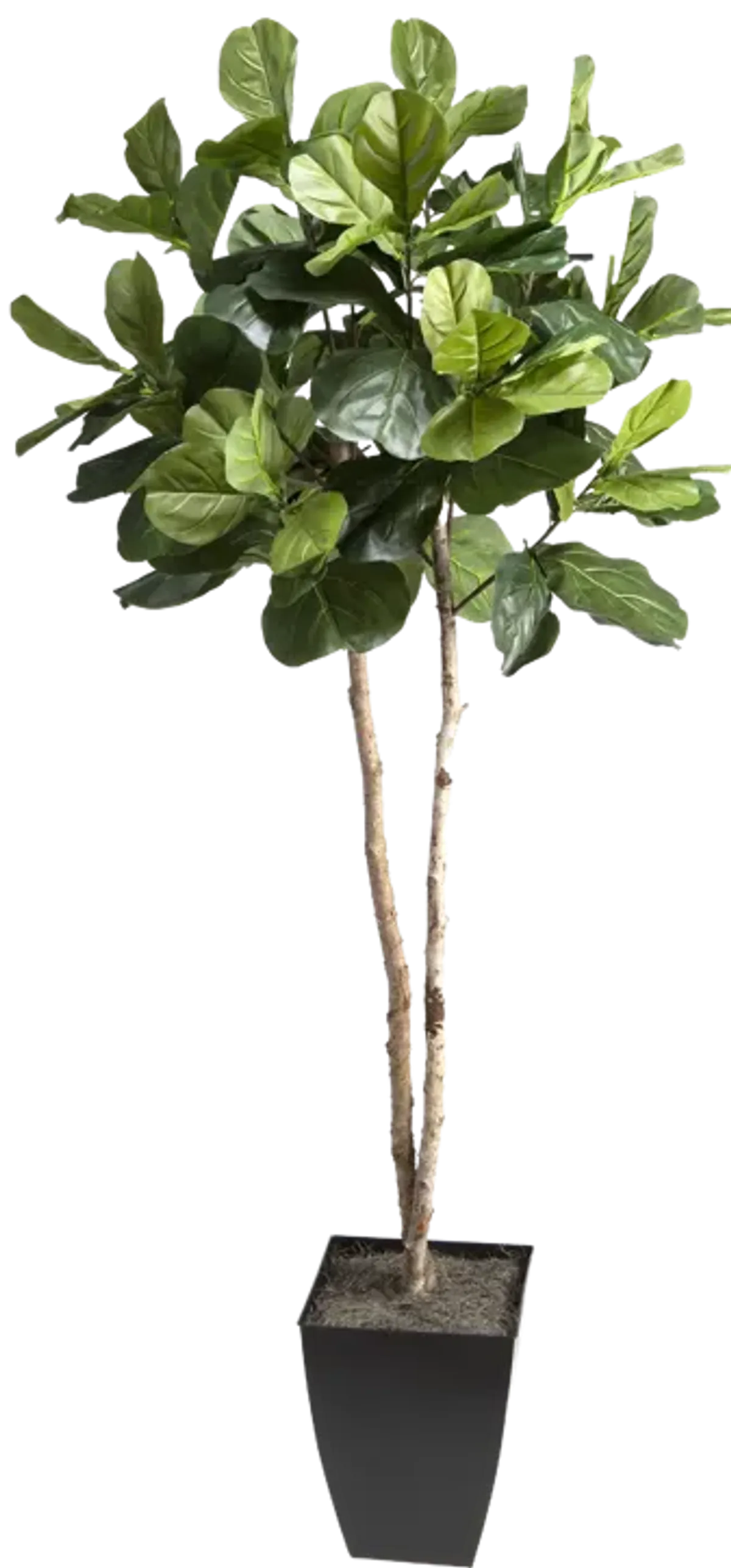 7' Fiddle Leaf Fig Tree in Black Square Metal Planter