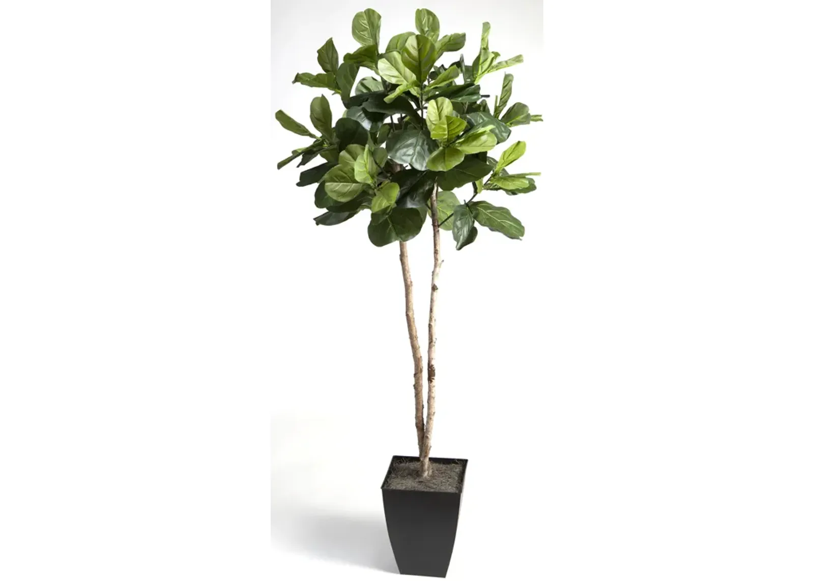 7' Fiddle Leaf Fig Tree in Black Square Metal Planter