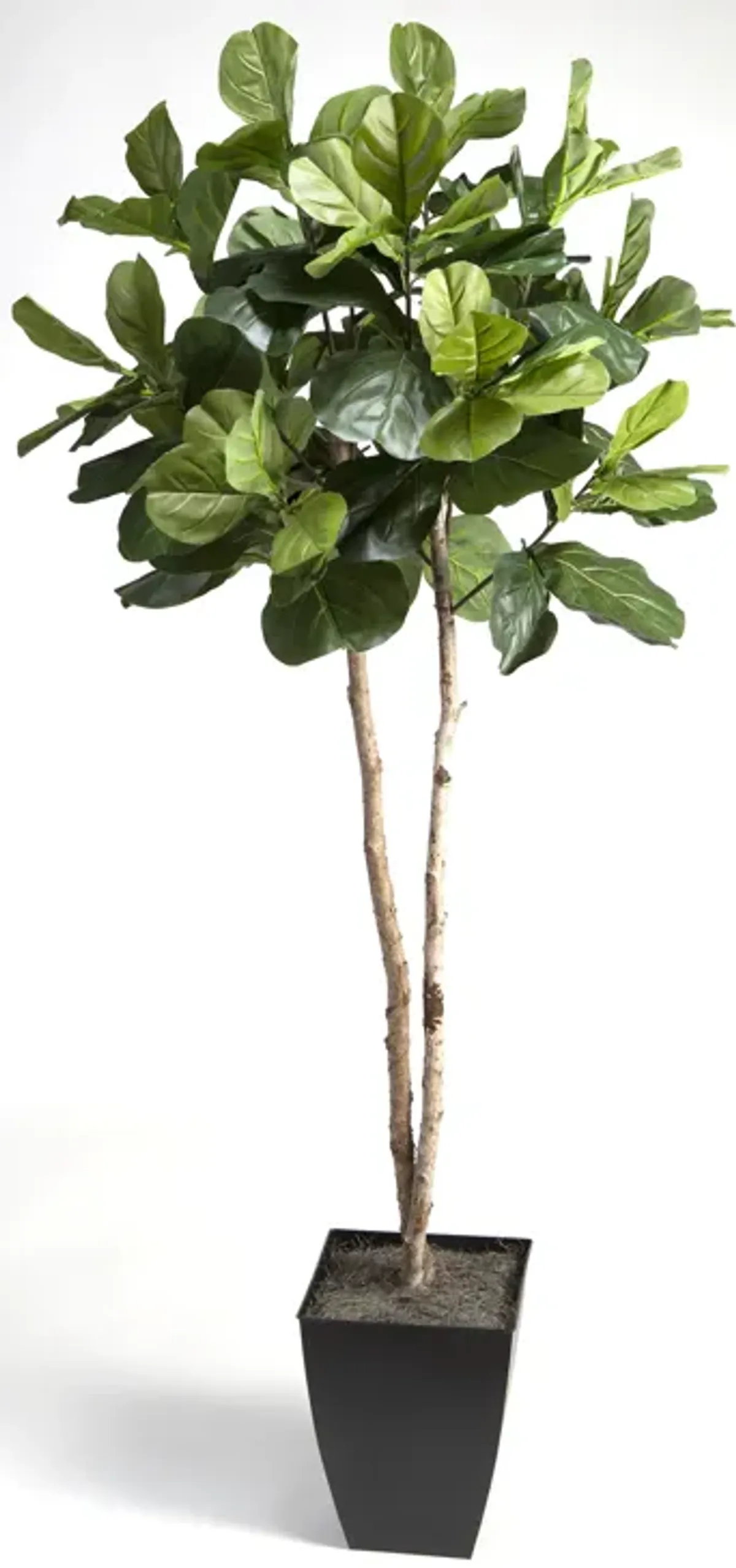 7' Fiddle Leaf Fig Tree in Black Square Metal Planter