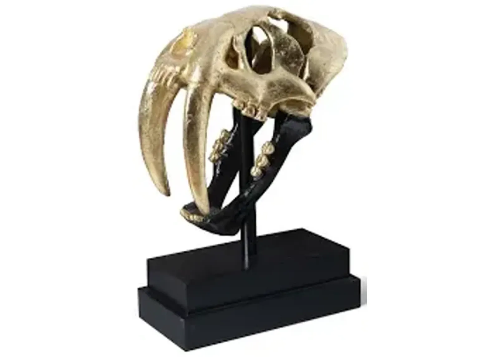 saber tooth tiger skull, black, gold leaf