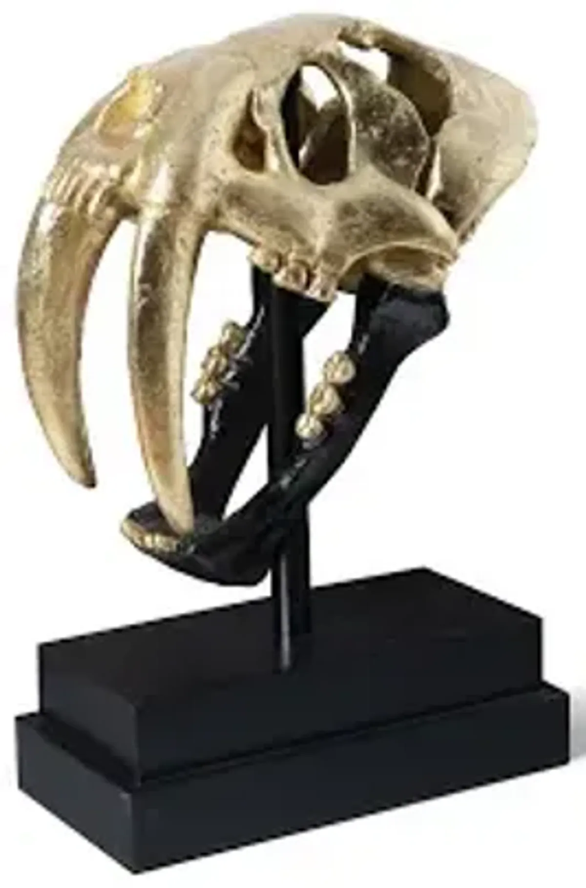 saber tooth tiger skull, black, gold leaf