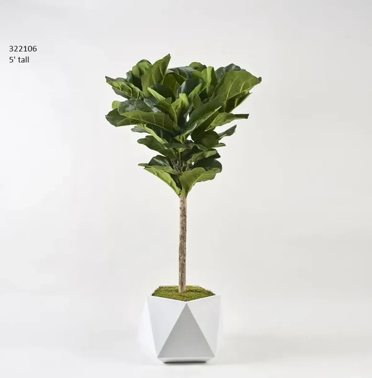 5' Fiddle Leaf Fig Tree in White Geometric Resin Planter