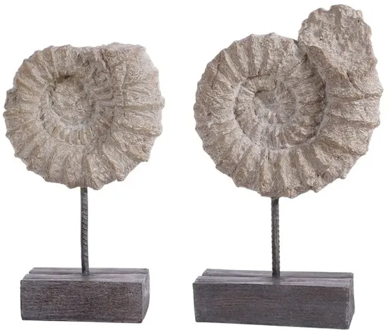 TOREN SET OF 2 AMMONITE SHELL TABLE DECOR