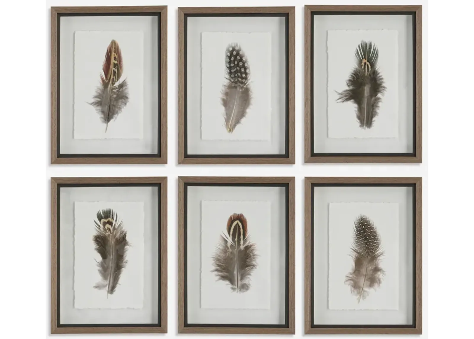 Birds of A Feather Framed Prints - Set of 6