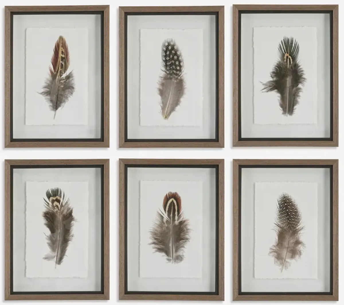 Birds of A Feather Framed Prints - Set of 6