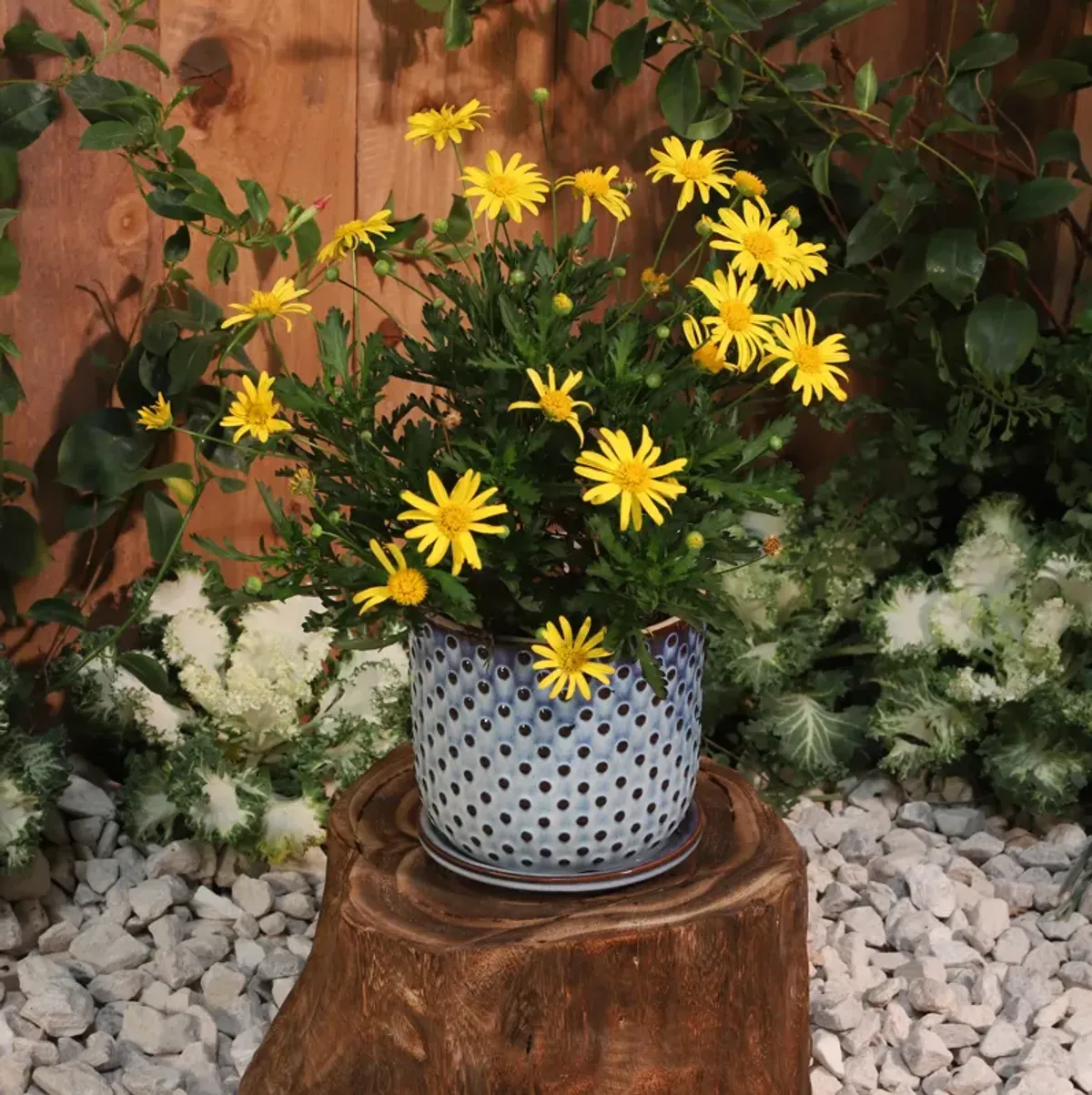 Ceramic 6" Dotted Planter W/ SauCeramic, Blue