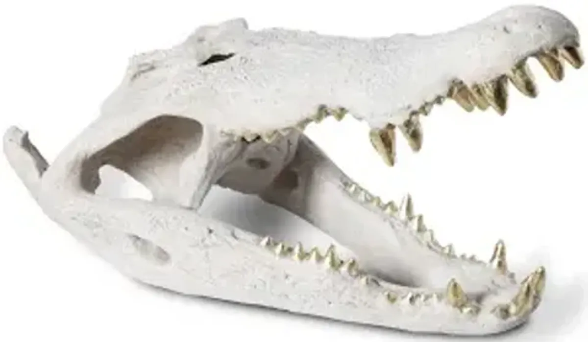 crocodile skull, roman stone, gold leaf