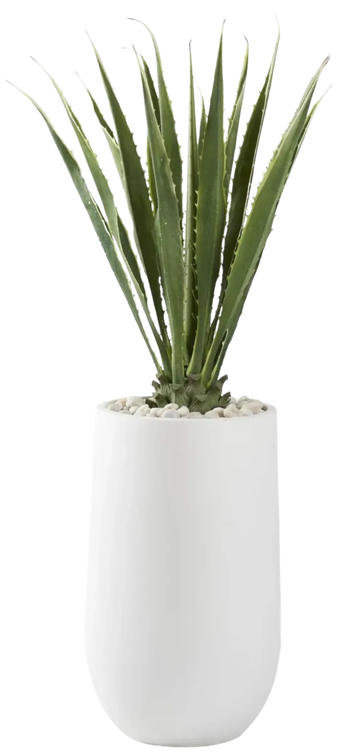 5.5' Agave Plant in Large Round White Planter