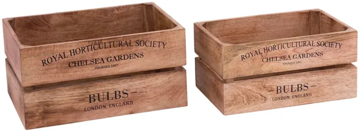 English Bulbs Boxes (Set of 2)