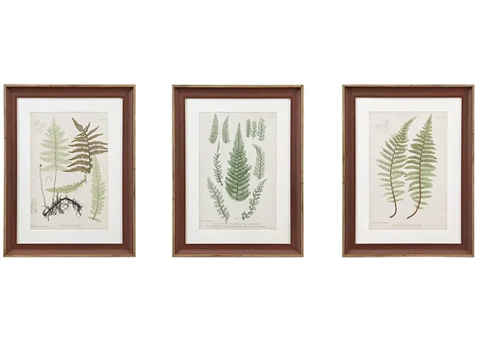 Martha Stewart Lady Fern Collection Green Botanical Illustration 3-piece Framed Glass and Single Matted Wall Art Set