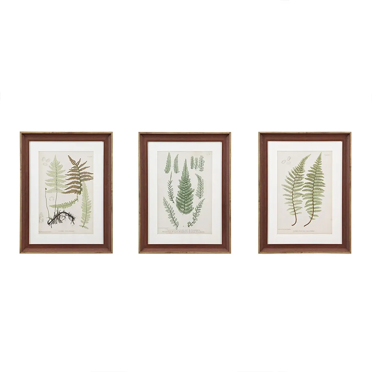 Martha Stewart Lady Fern Collection Green Botanical Illustration 3-piece Framed Glass and Single Matted Wall Art Set