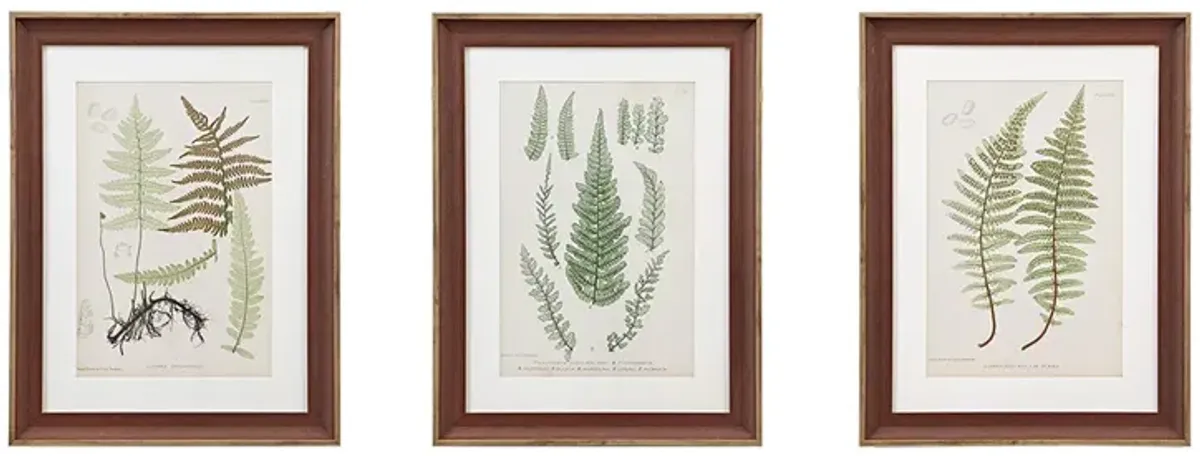 Martha Stewart Lady Fern Collection Green Botanical Illustration 3-piece Framed Glass and Single Matted Wall Art Set