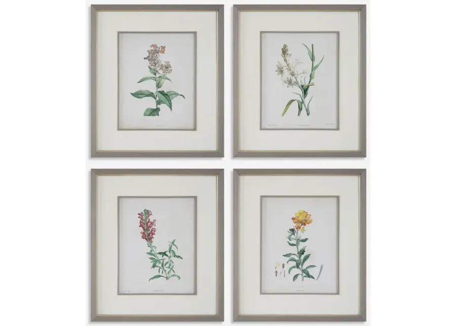 Heirloom Blooms Study Framed Prints Set/4