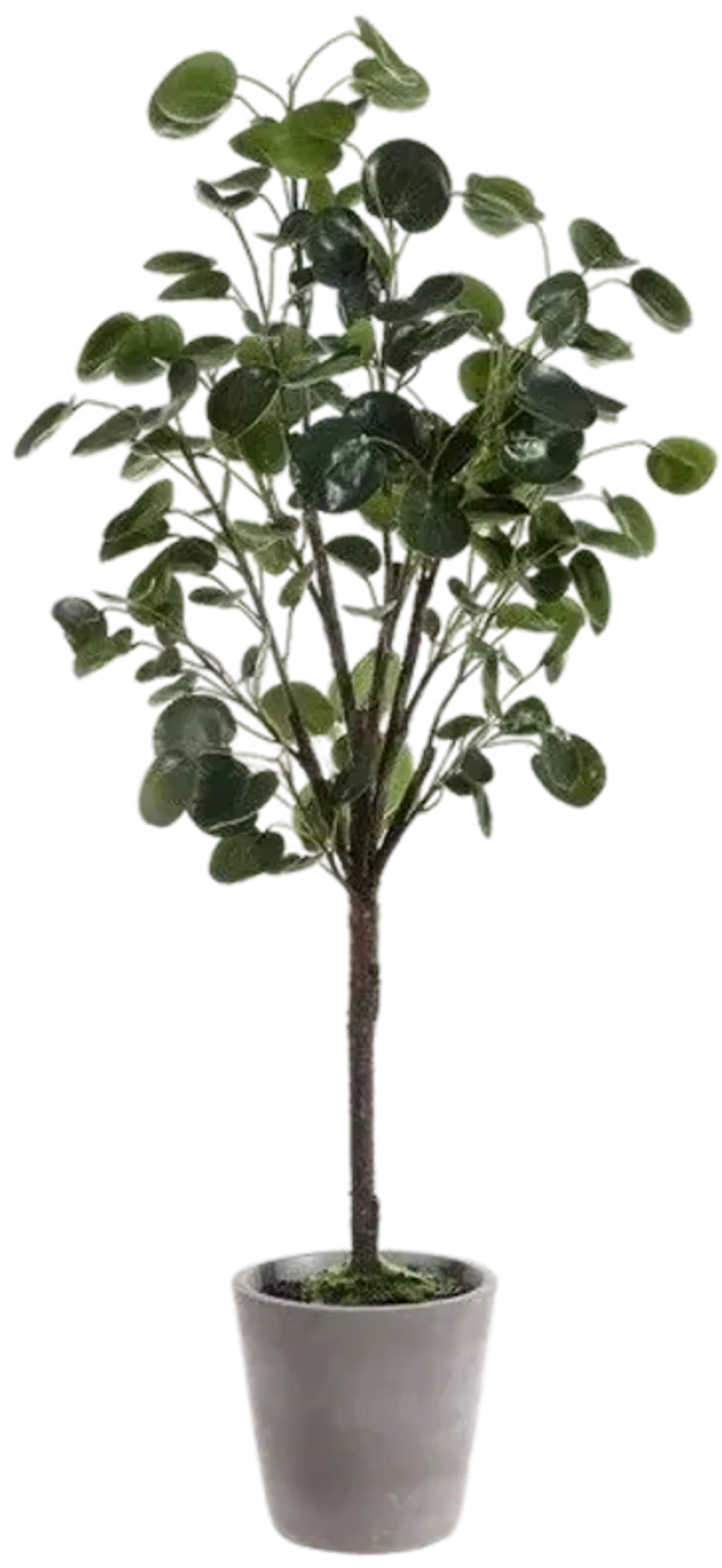 Faux Polyscias Fruticosa Potted Tree